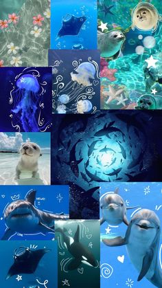 many different pictures of dolphins and other animals in the water with stars on their backs