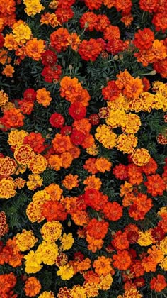 many orange and yellow flowers are in the ground together, with green leaves on them