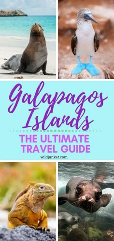 the ultimate travel guide for galapagos islands, including sea lions and marine animals