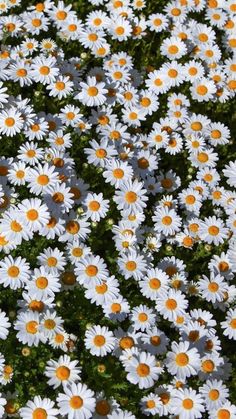 a bunch of daisies that are in the middle of a page on instagram