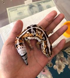 a small gecko sitting on top of a person's hand next to money