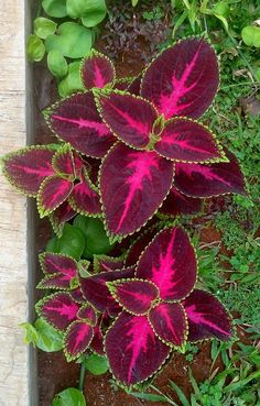 some purple and green plants in a planter