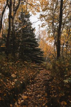 a dirt path surrounded by trees with leaves on the ground