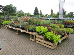 many plants are in wooden crates on the brick walkways outside an outdoor garden center