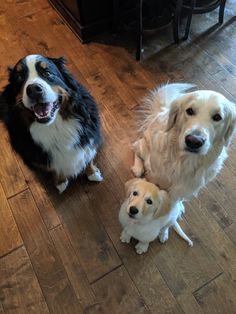 three dogs are sitting on the floor with one dog looking at the camera while the other looks up