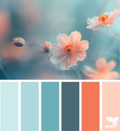 the color scheme is peach and blue