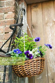 a basket hanging from the side of a building with purple flowers in it and blue pansies