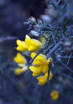 some yellow flowers are growing on a bush