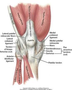 the muscles are labeled in this diagram