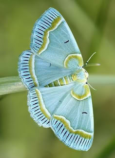 two blue butterflies sitting on top of a green plant