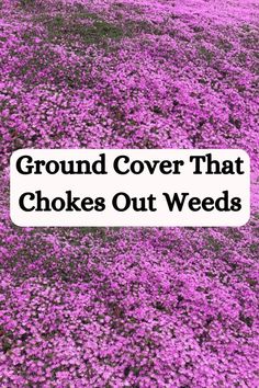 purple flowers with the words ground cover that chokes out weeds