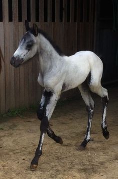 a white and black horse standing in front of a wooden fence with its legs spread out