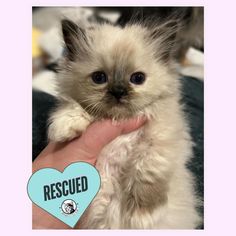 a person holding a small kitten with a heart shaped sticker on it's chest