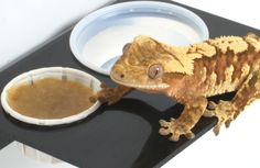 a gecko eating out of a bowl next to a cup on a tray with sauce in it