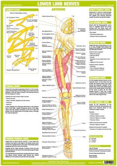 Human Body Nervous System, Human Anatomy Chart, Anatomy Posters, Nervous System Anatomy, Femoral Nerve, Nerve Anatomy, Nervus Vagus, Anatomy Chart, Human Nervous System