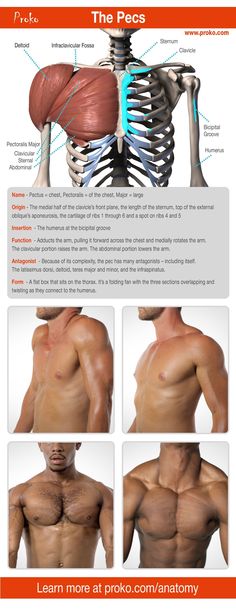 the anatomy of the chest and upper body, with instructions for how to use it