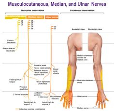 musculocutaneous median ulnar nerves muscular and cutaneous innervation Physical Therapy Assistant, Peripheral Nervous System, Spinal Nerve