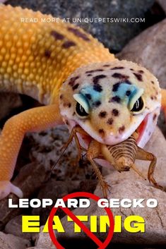 a leopard gecko eating an insect with the caption reading leopard gecko eating