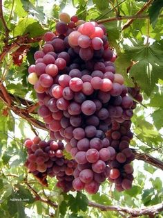 bunches of grapes hang from the branches of a tree