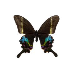 a butterfly with black wings and multicolored spots on it's back wing