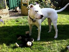 a white dog standing in the grass next to a stuffed animal