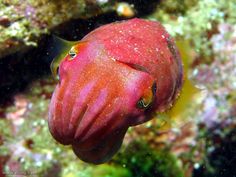 a close up of a red and yellow fish on a coral with other marine life in the background