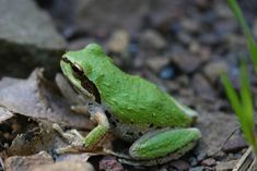 a green frog is sitting on the ground