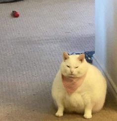 a white cat wearing a pink bandana sitting on the floor