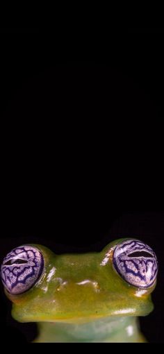 a green frog with purple and white stripes on its face, sitting in front of a black background