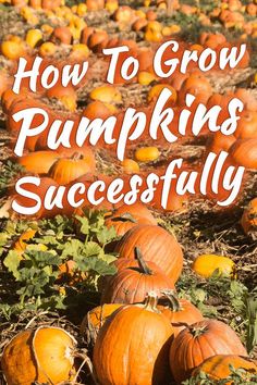 pumpkins with the words how to grow pumpkins successfully