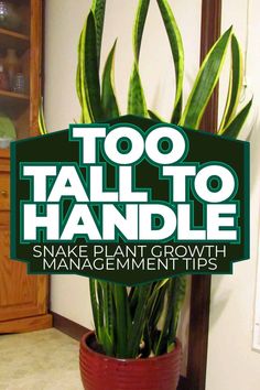 Snake Plant Growth Management Tips: Overcoming Too-Tall Growth Mother In Law Tongue Plant Outdoors, Mother In Law Tongue Plant, Mother In Law Plant, Snake Plant Indoor, Snake Plant Propagation, Garden Snake, Jade Plant Care, Snake Plant Care, Mother In Law Tongue