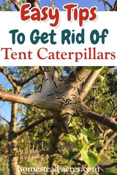 a tree with the words easy tips to get rid of tent caterpillars