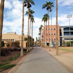 palm trees line the sidewalk in front of an office building