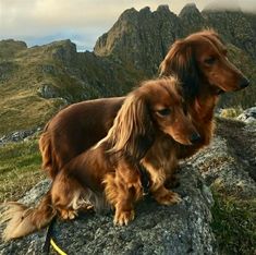 two long haired dogs sitting on top of a rocky hill side with mountains in the background