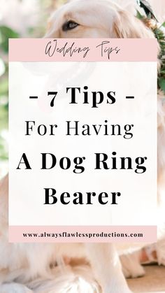 a dog with flowers in its mouth and the words 7 tips for having a dog ring bearer