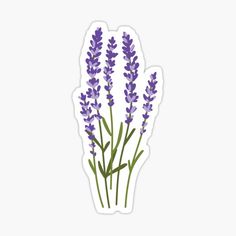 lavender flowers sticker on a white background