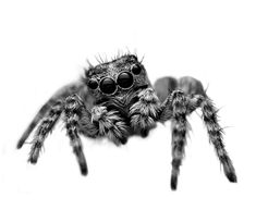 a black and white photo of a spider with large eyes on it's face