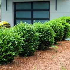 some bushes are in front of a house