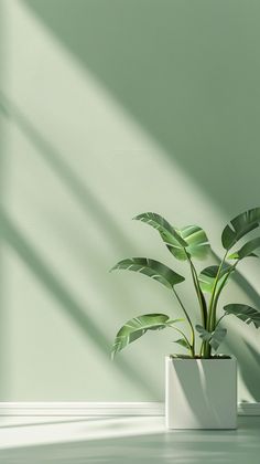 a green plant in a white square pot on a light colored floor with shadows from the window