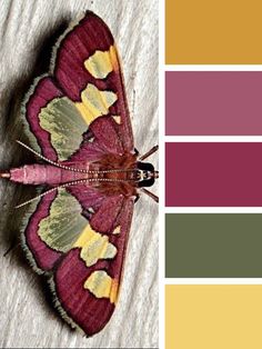 a colorful butterfly sitting on top of a white sheet next to a color swatch