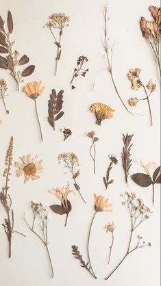 dried flowers and leaves on a white surface