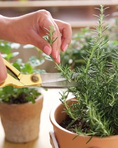 a person cutting plants with scissors on top of a potted plant in the foreground