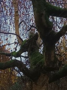 a cat sitting on top of a moss covered tree