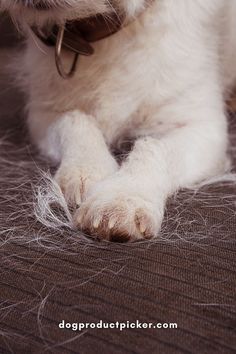 a white dog laying on top of a bed next to a brown blanket with hair all over it