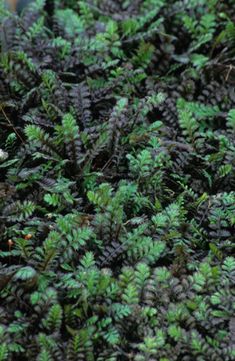 green plants and pine cones are growing in the forest