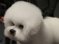 a white poodle is being displayed at a dog show