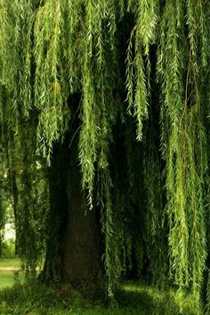 a bench under a tree with green leaves on the branches and grass in the foreground