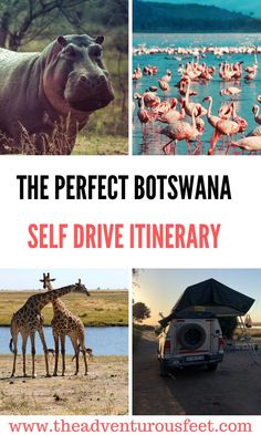 the perfect botswana self drive itinerary with pictures of animals and birds