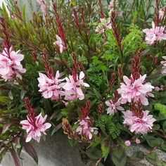 some pink flowers and green plants in a pot