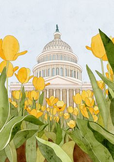 a painting of the capitol building with yellow flowers in front